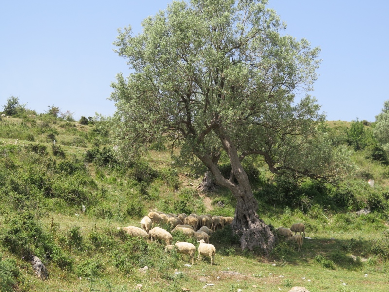 Schafe unter Olivenbaum