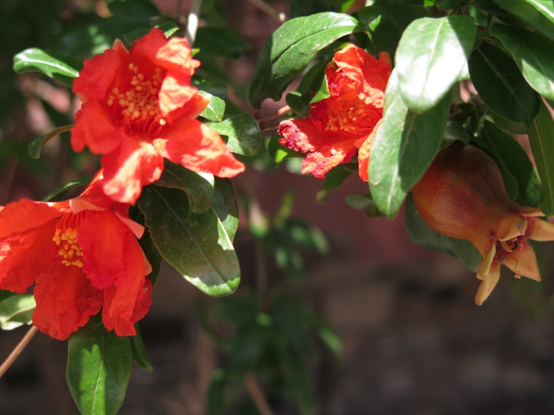 Granatapfel