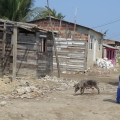 Schwein
